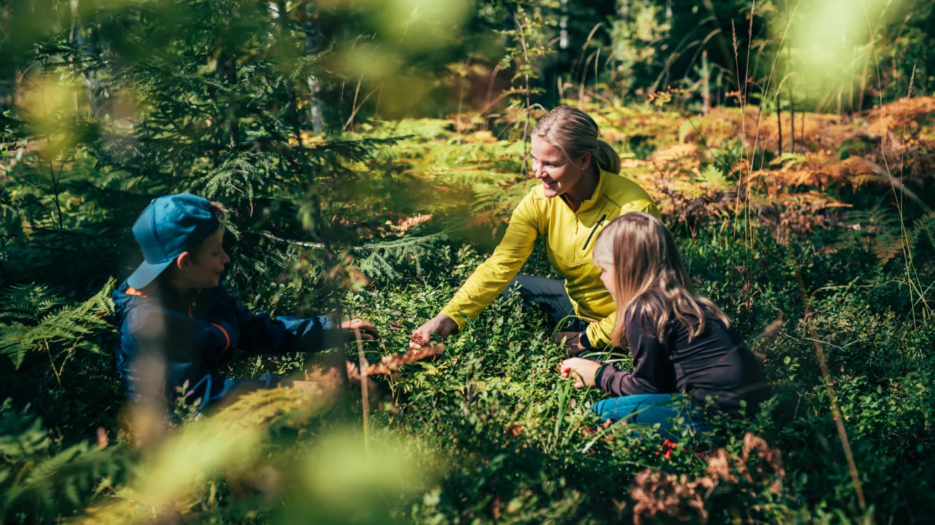 Lapset keräilevät syksyisessä metsässä mustikoita äitinsä kanssa.