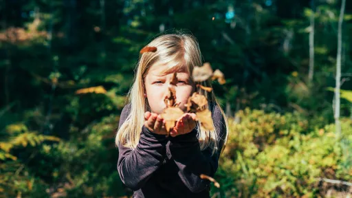 Lapsi puhaltaa syksyn lehtiä metsässä.