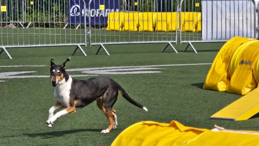Dog running in agility track in Kisakallio