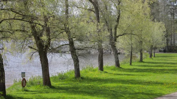 Trees lining a riverbank with lush green grass.