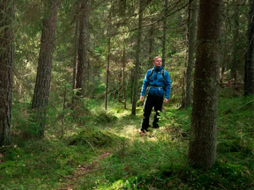 Mies sinisessä takissa kävelee metsäpolulla.