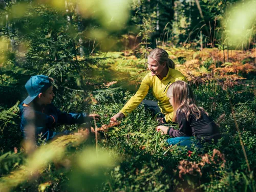 Lapset keräilevät syksyisessä metsässä mustikoita äitinsä kanssa.
