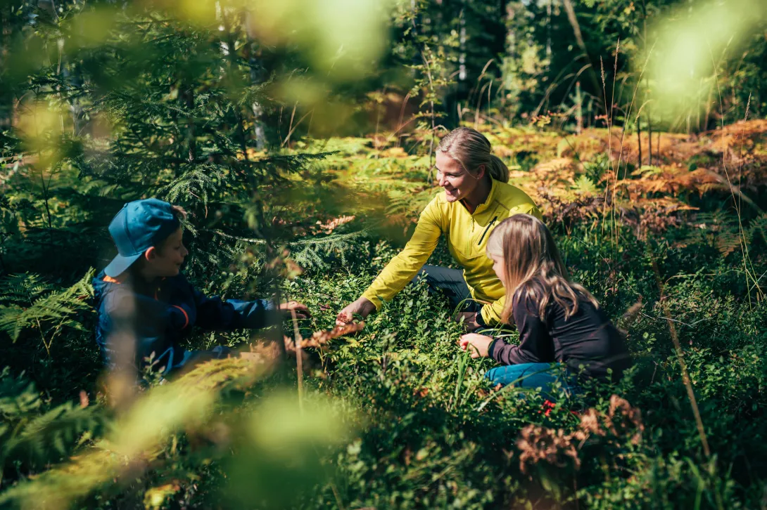 Lapset keräilevät syksyisessä metsässä mustikoita äitinsä kanssa.